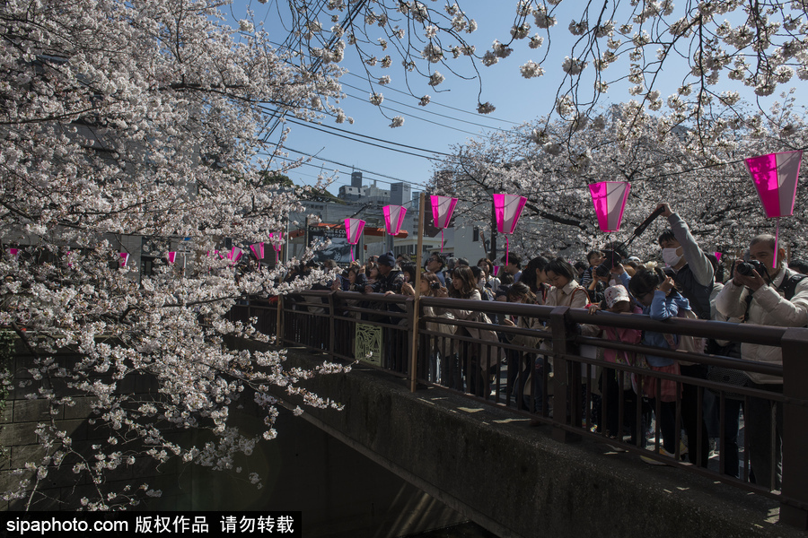 日本東京迎來櫻花季 民眾賞櫻自拍