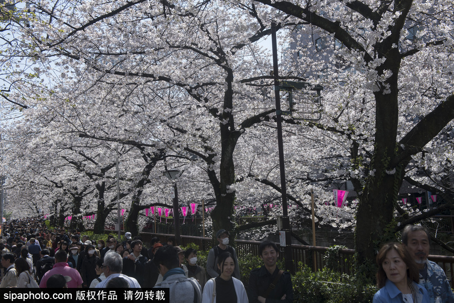 日本東京迎來櫻花季 民眾賞櫻自拍