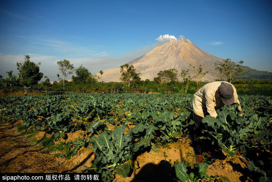 印尼錫納朋火山暫時趨于平緩 農民菜田淡定勞作