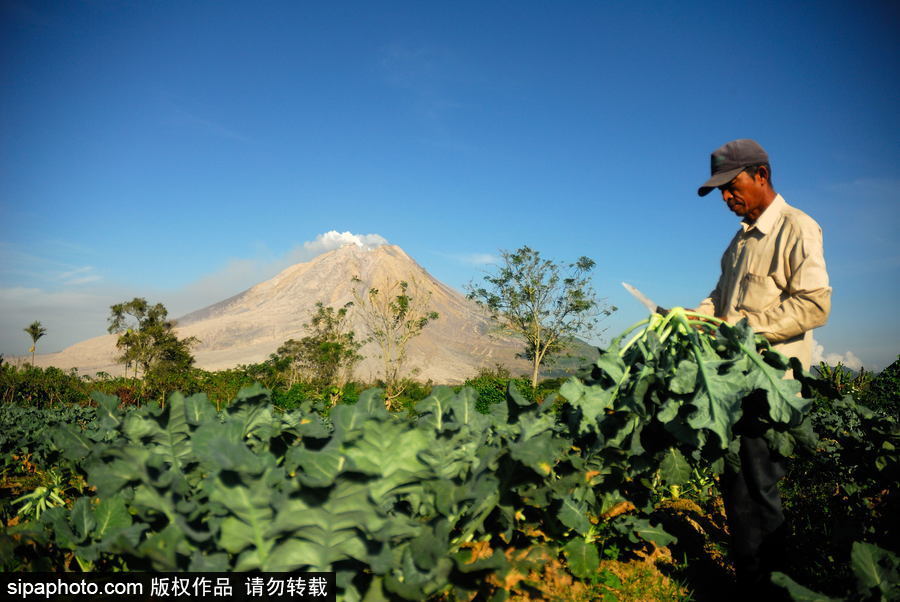 印尼錫納朋火山暫時趨于平緩 農民菜田淡定勞作