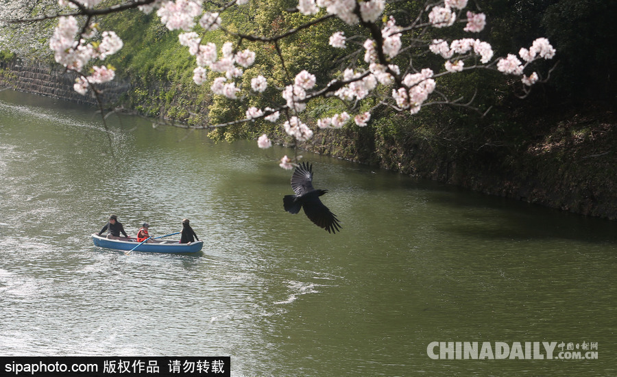 日本東京千鳥淵公園櫻花盛開 民眾泛舟小湖賞櫻如仙境