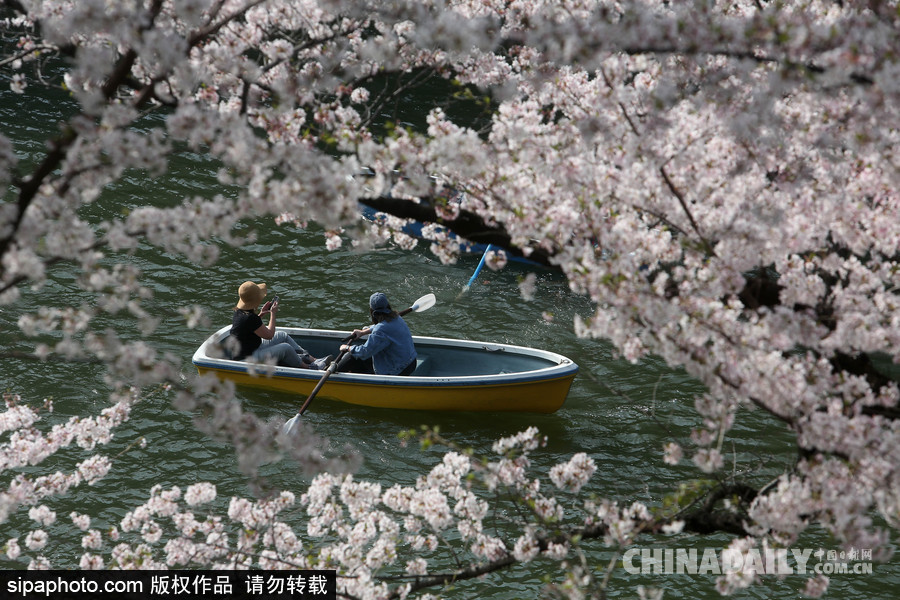 日本東京千鳥淵公園櫻花盛開 民眾泛舟小湖賞櫻如仙境