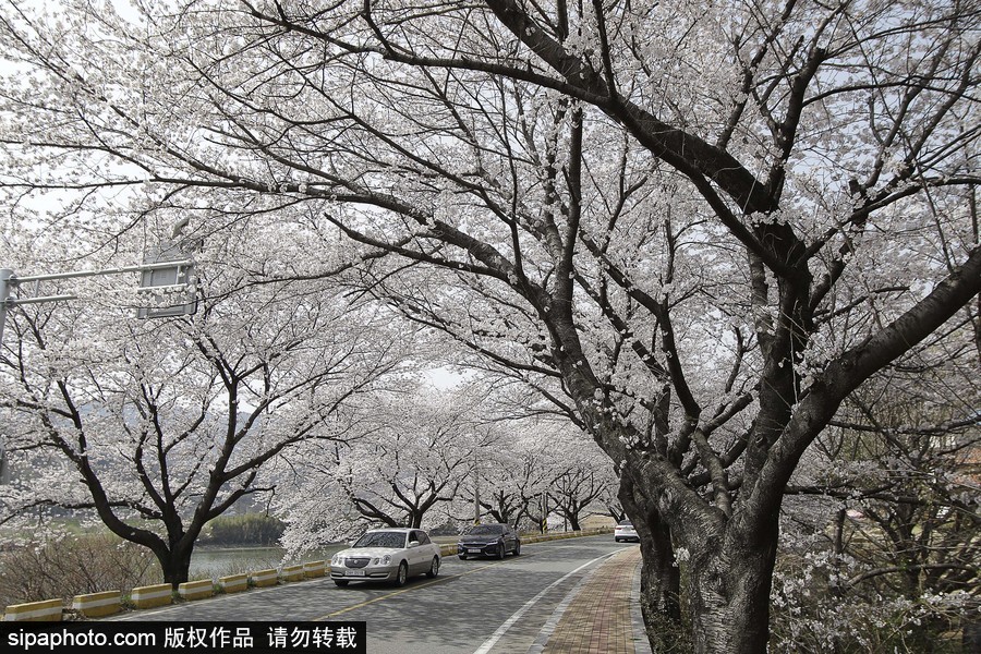 河東十里櫻花路！韓國河東郡櫻花盛放春意醉人