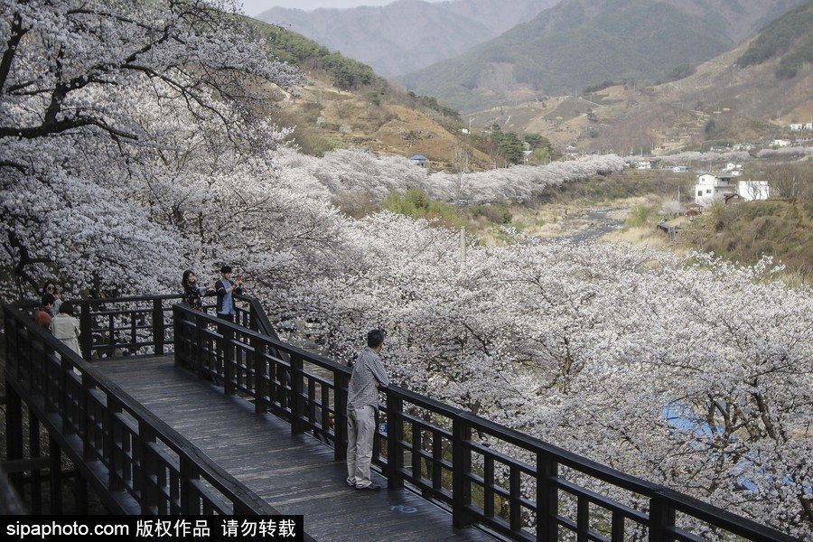 河?xùn)|十里櫻花路！韓國河?xùn)|郡櫻花盛放春意醉人