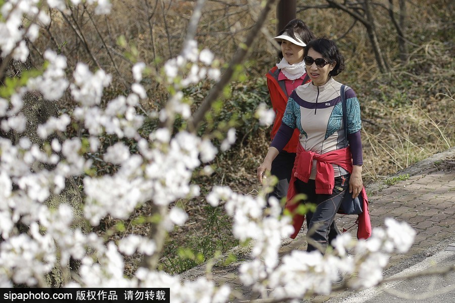 河東十里櫻花路！韓國河東郡櫻花盛放春意醉人