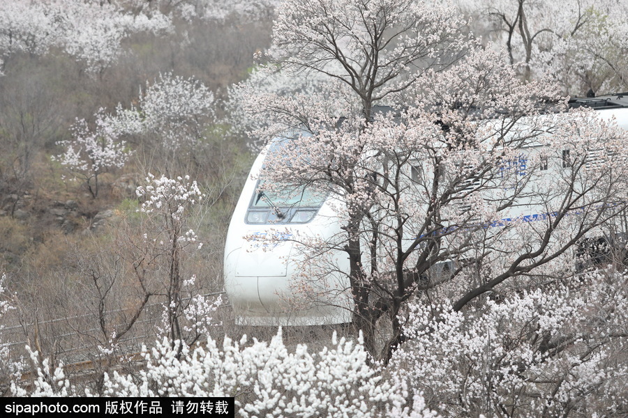 北京現最美列車線！居庸關小火車穿越“花海”美如仙境