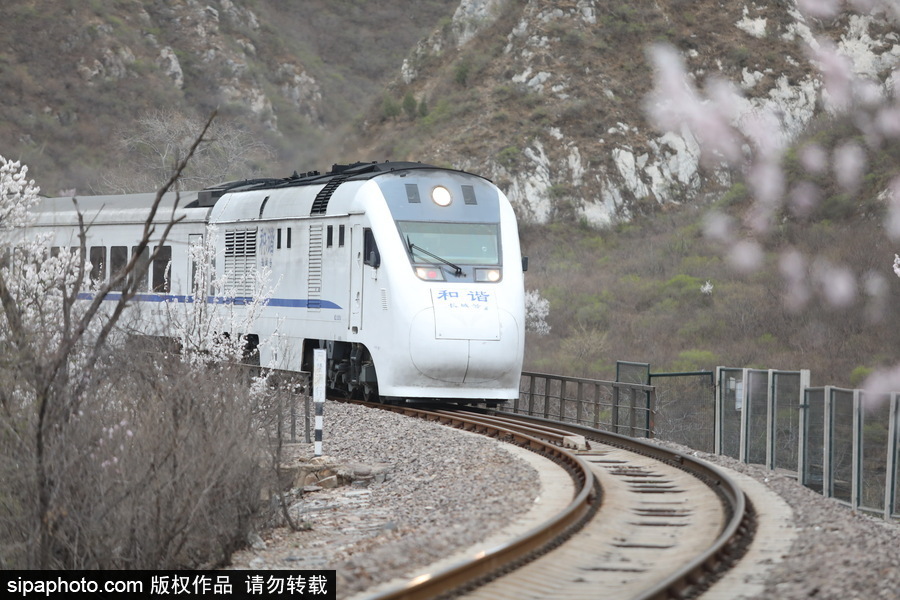 北京現最美列車線！居庸關小火車穿越“花海”美如仙境