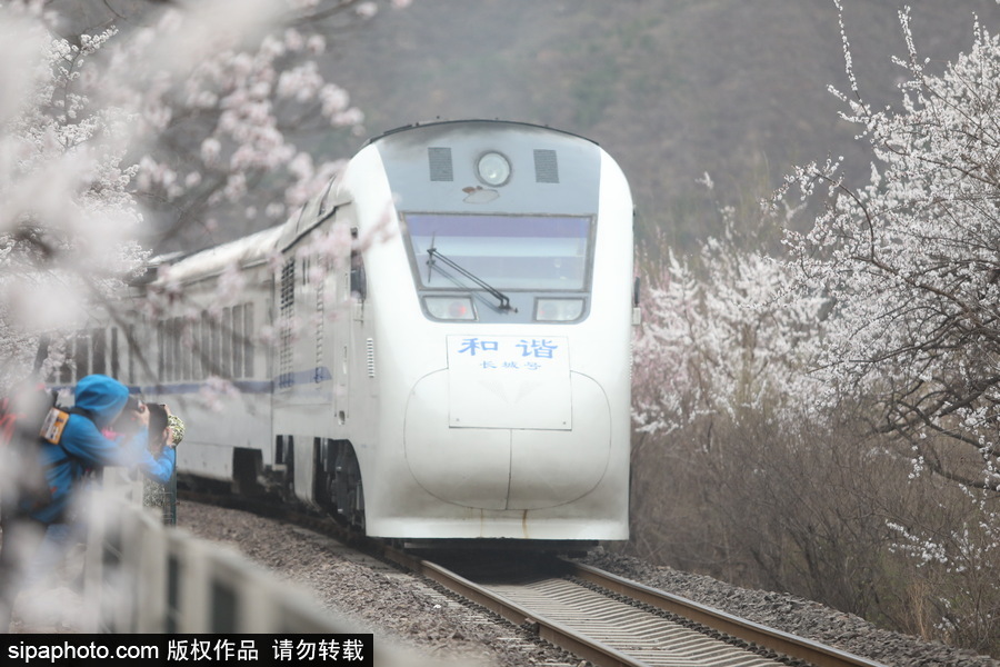 北京現最美列車線！居庸關小火車穿越“花海”美如仙境