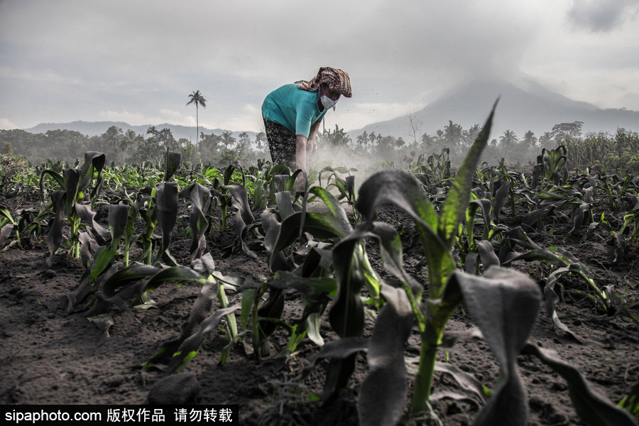 錫納朋火山噴發后 火山灰漫山遍野村民戴口罩清掃