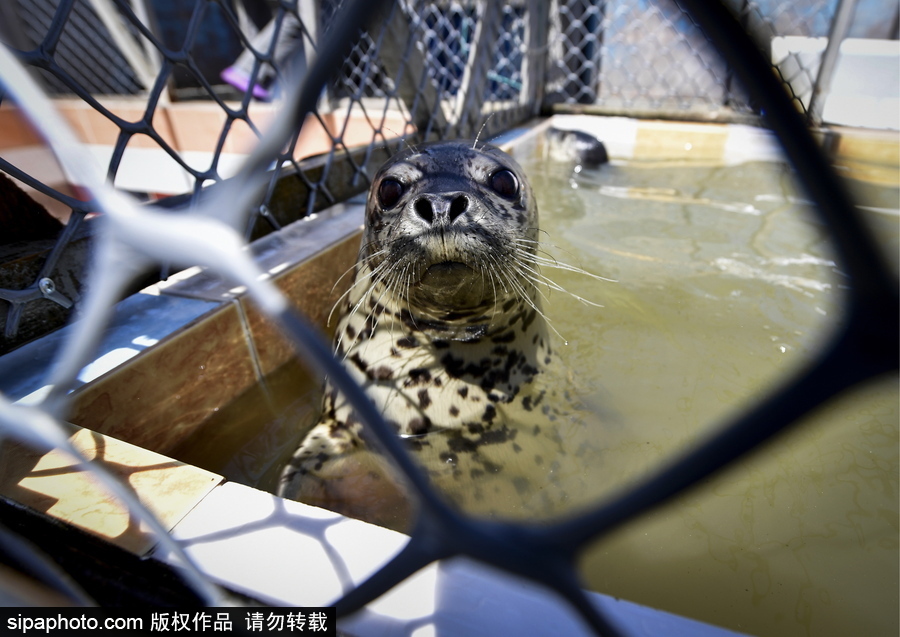 受傷后的避風港 探訪俄羅斯遠東地區海豹康復中心