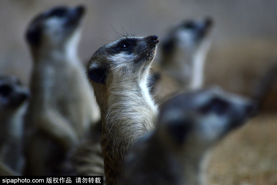 巴西圣保羅水族館內的沼貍 呆頭呆腦似好奇寶寶