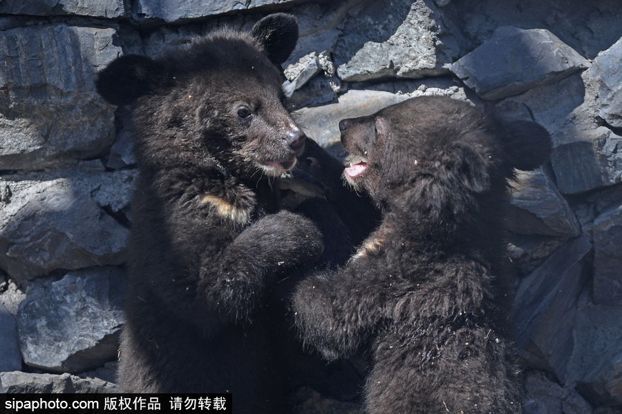 熊孩子的日常“掐架” 俄羅斯動物園里的亞洲黑熊幼崽