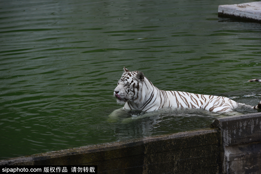 天氣熱得老虎也坐不住了！西班牙馬德里動物園猛虎水中避暑