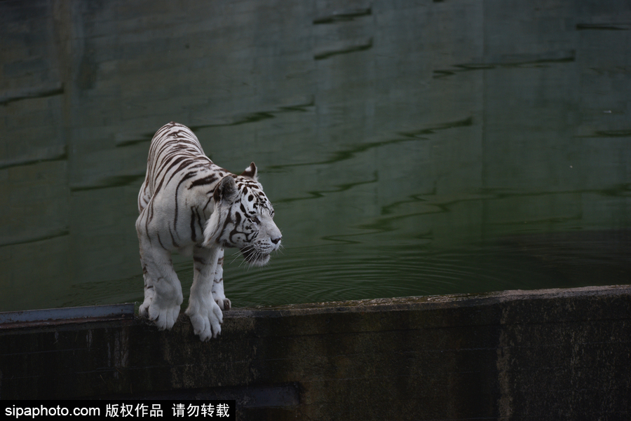 天氣熱得老虎也坐不住了！西班牙馬德里動物園猛虎水中避暑